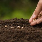 Best Garden Soil For Home