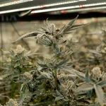 Cannabis