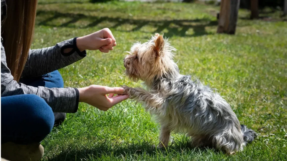 Dog Commands Training for Reliable Everyday Behavior