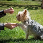 Dog Commands Training for Reliable Everyday Behavior